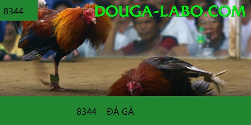 Đá Gà Trực Tiếp - Trải nghiệm tuyệt vời